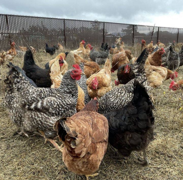 Chicken rescues hot sale near me