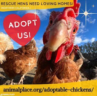 Chicken rescues sale near me