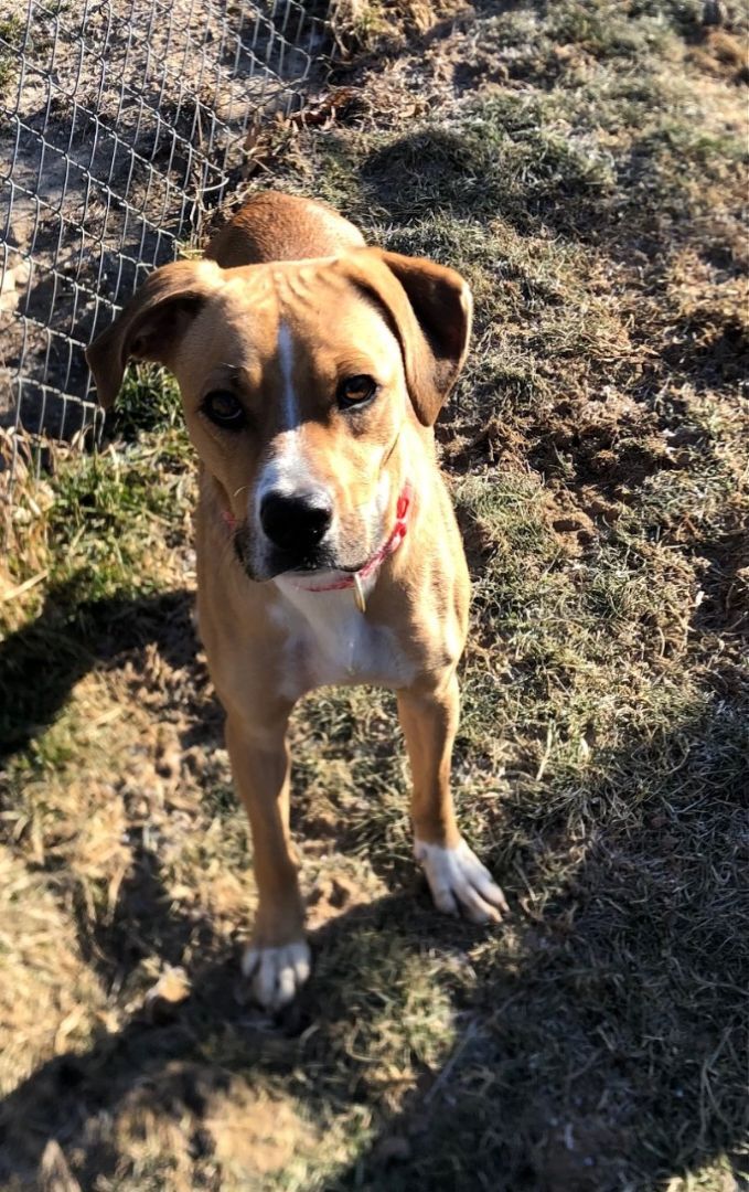 Dog for adoption - Pansy, a Boxer Mix in Fillmore, IN | Petfinder