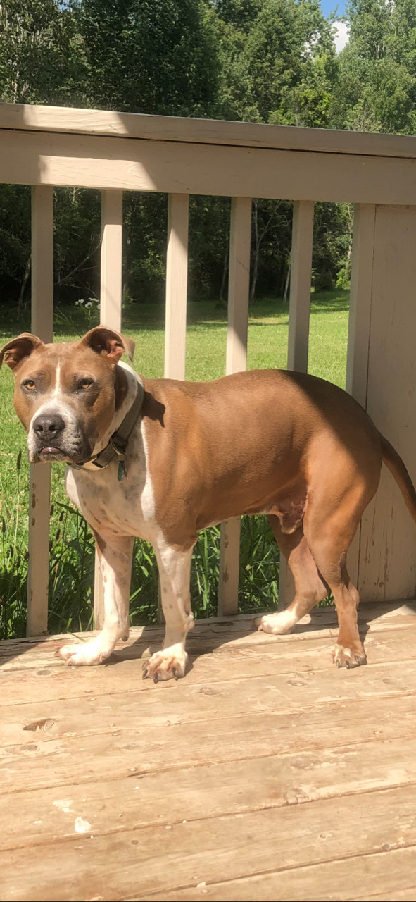 Lance - STORY OF LOVE & DETERMINATION, an adoptable Boxer, American Bulldog in Livonia, MI, 48152 | Photo Image 1