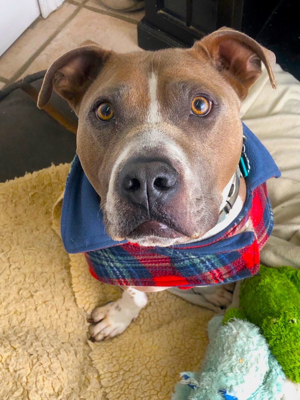 Lance - STORY OF LOVE & DETERMINATION, an adoptable Boxer, American Bulldog in Livonia, MI, 48152 | Photo Image 2