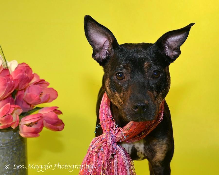 Sarah, an adoptable Labrador Retriever, Jack Russell Terrier in Livonia, MI, 48152 | Photo Image 1