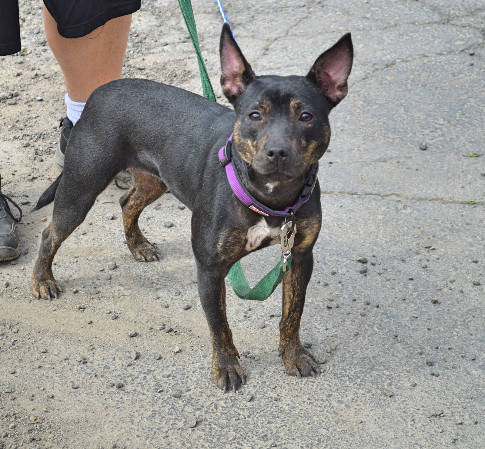 Sarah, an adoptable Labrador Retriever, Jack Russell Terrier in Livonia, MI, 48152 | Photo Image 1