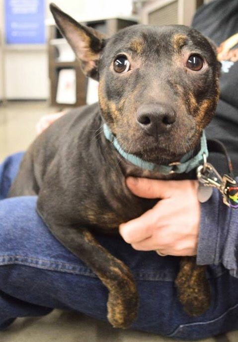 Sarah, an adoptable Labrador Retriever, Jack Russell Terrier in Livonia, MI, 48152 | Photo Image 3