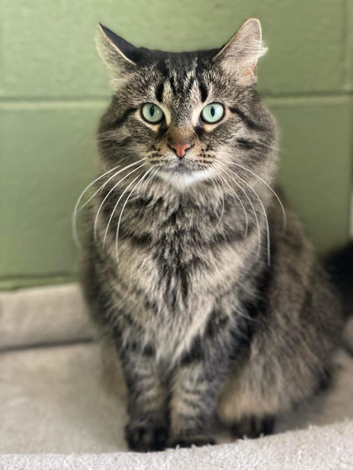 Lola, an adoptable Domestic Medium Hair, Tabby in Livonia, MI, 48152 | Photo Image 1