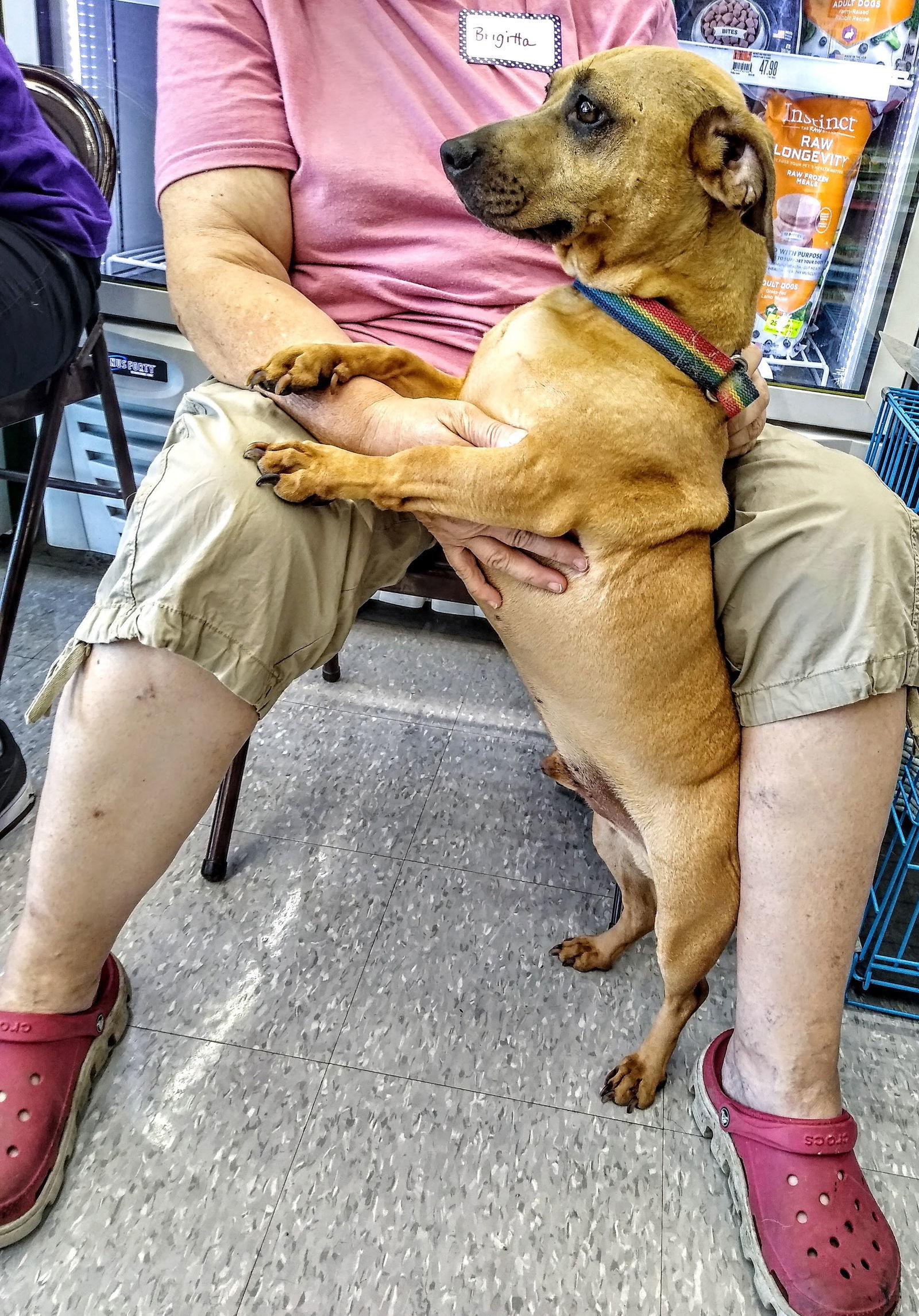 Dachshund and bulldog store mix