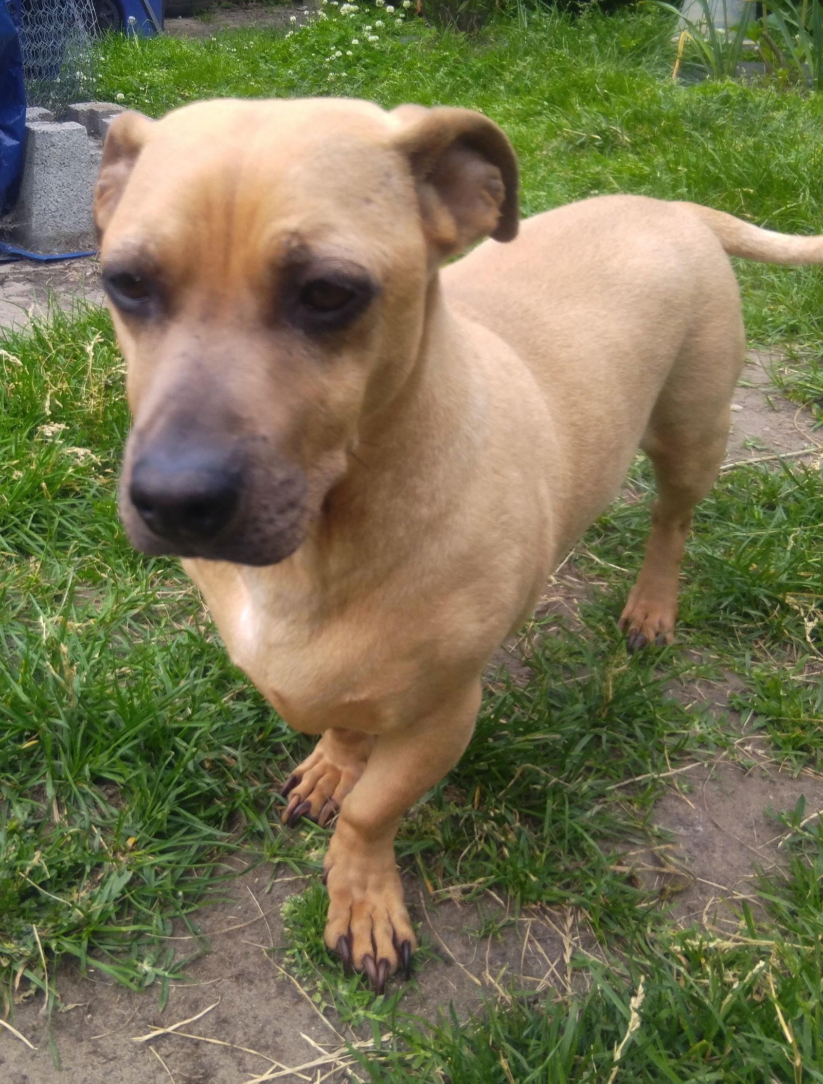 Romeo 2, an adoptable Dachshund, American Bulldog in Livonia, MI, 48152 | Photo Image 1