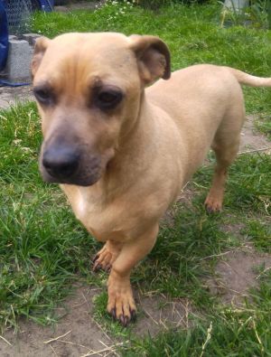 Romeo 2, Adult Male Dachshund