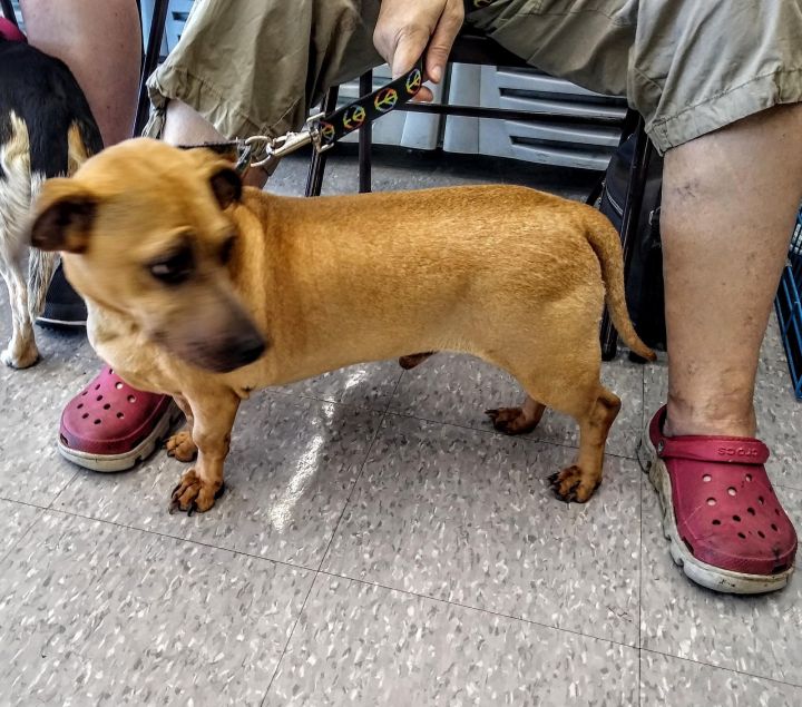 Dachshund and sale bulldog mix