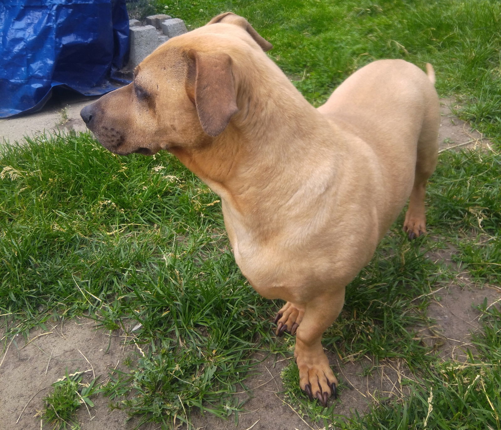 Romeo 2, an adoptable Dachshund, American Bulldog in Livonia, MI, 48152 | Photo Image 2