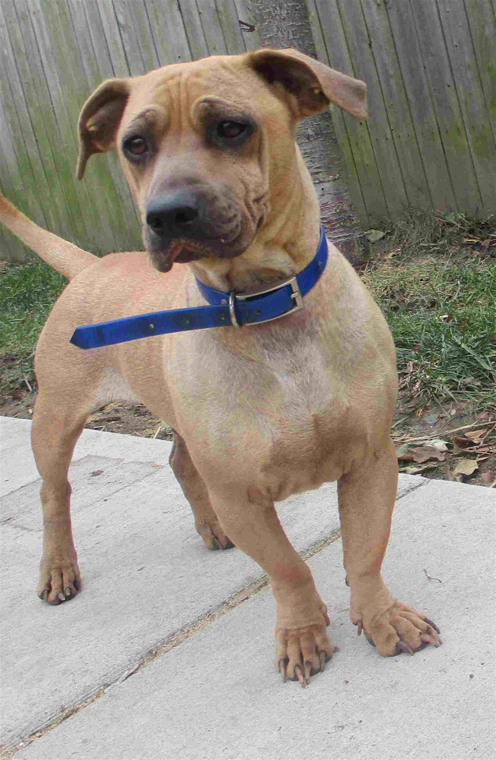 Romeo 2, an adoptable Dachshund, American Bulldog in Livonia, MI, 48152 | Photo Image 3