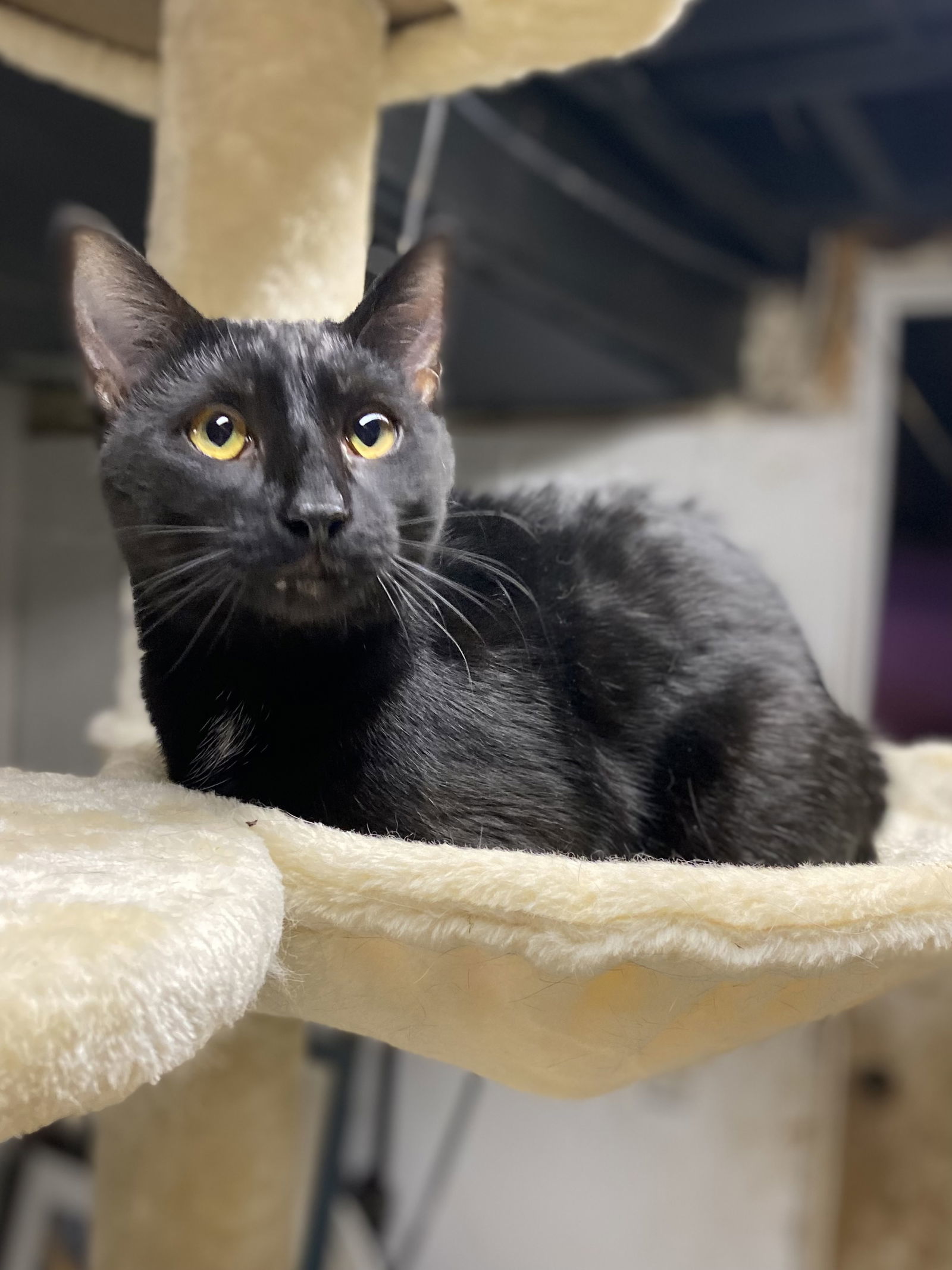 C170 litter Cobalt, an adoptable Domestic Short Hair in Livonia, MI, 48152 | Photo Image 1