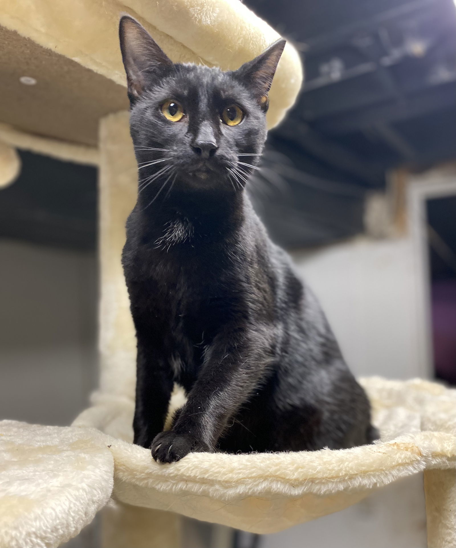 C170 litter Cobalt, an adoptable Domestic Short Hair in Livonia, MI, 48152 | Photo Image 2