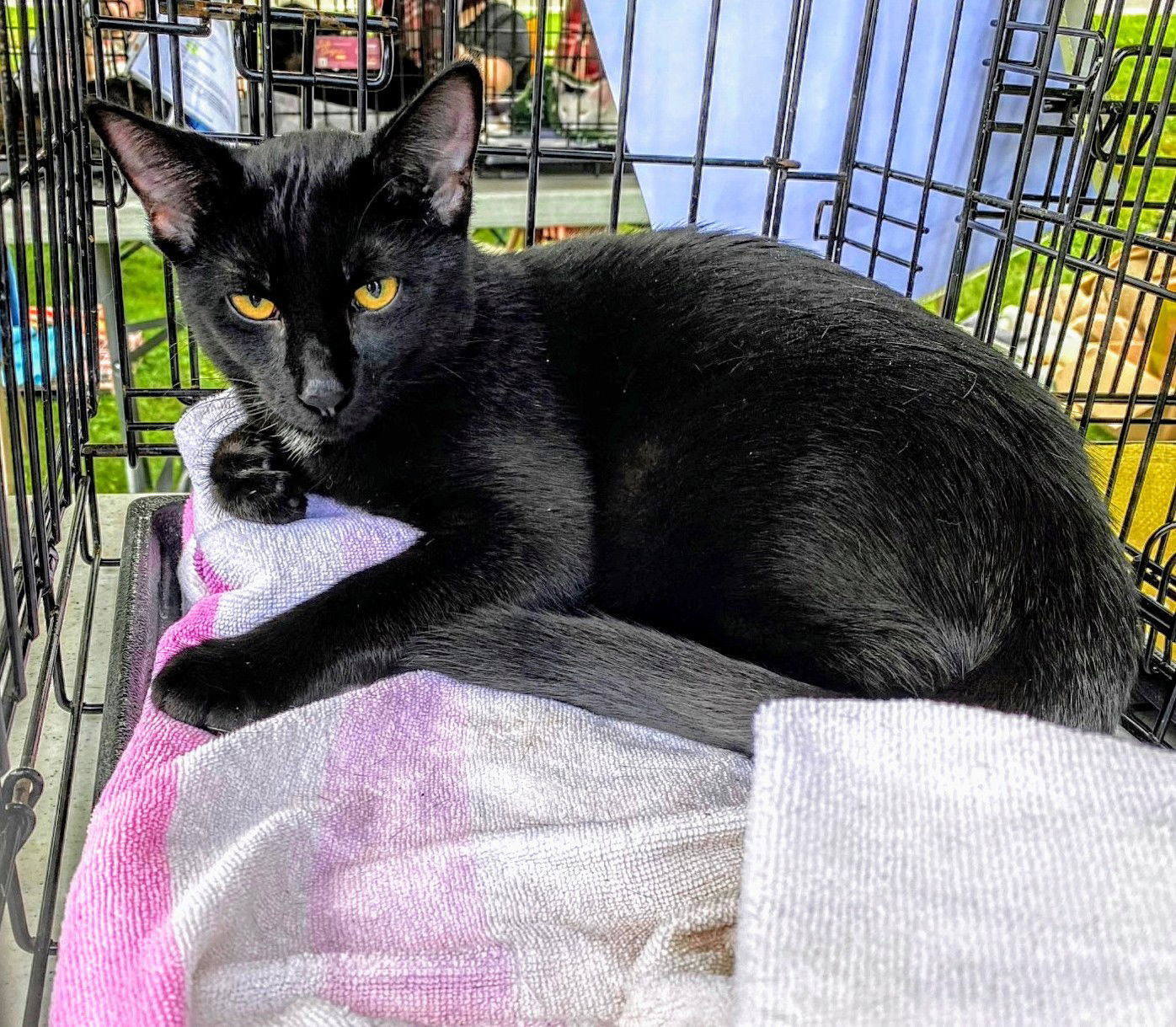 C170 litter Cobalt, an adoptable Domestic Short Hair in Livonia, MI, 48152 | Photo Image 3