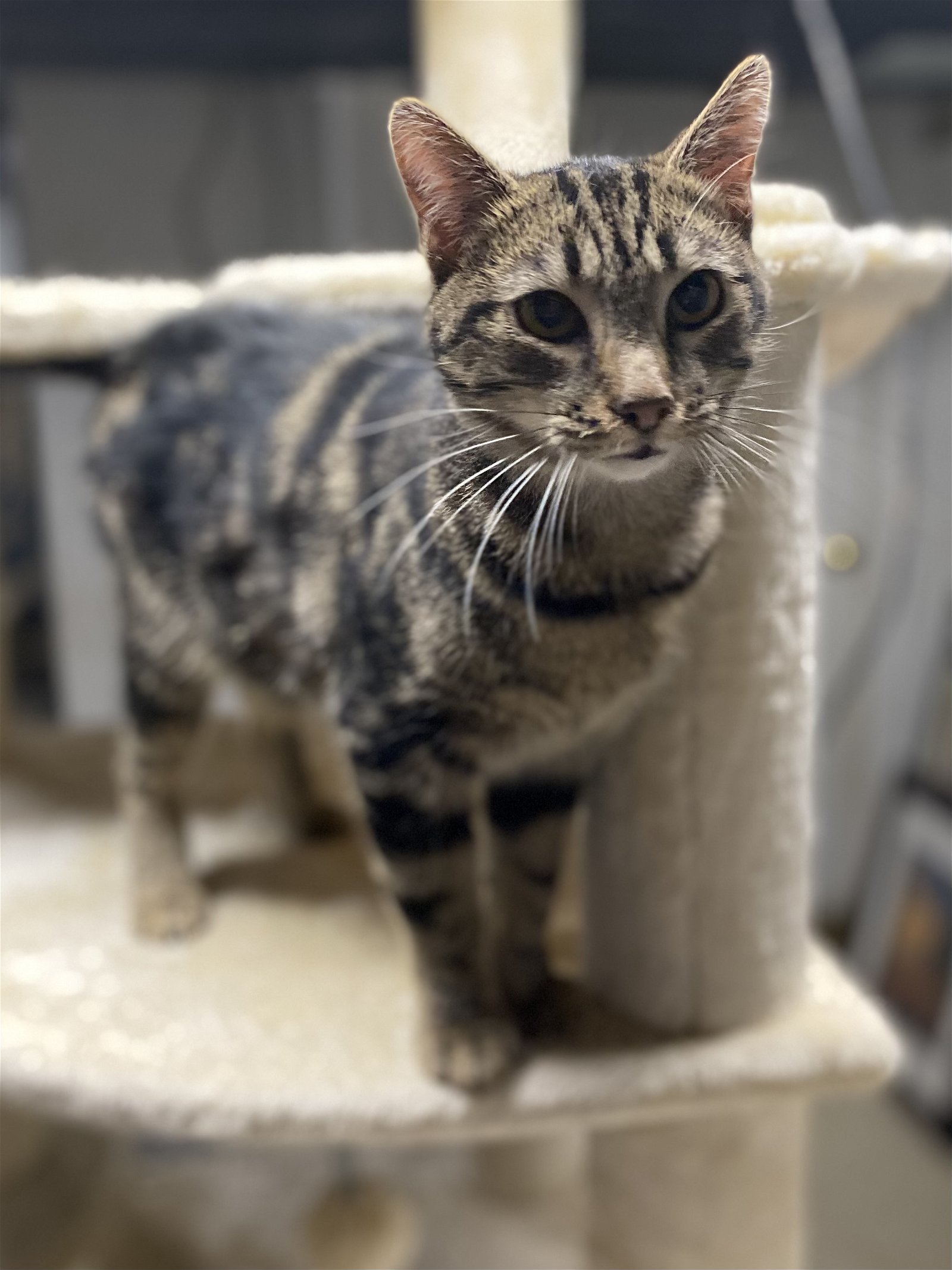 C170 litter Emerald, an adoptable Domestic Short Hair, Bengal in Livonia, MI, 48152 | Photo Image 1