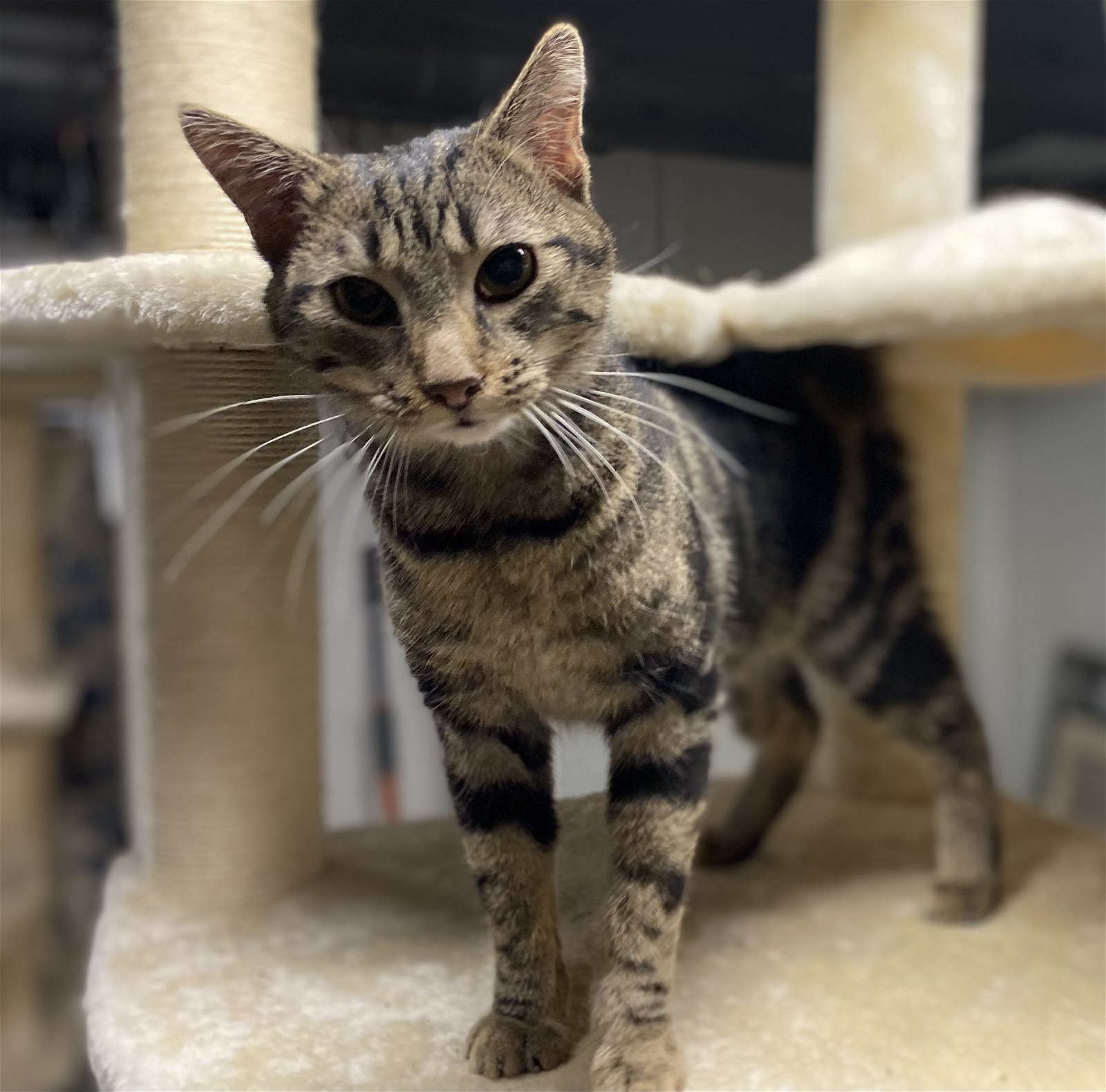 C170 litter Emerald, an adoptable Domestic Short Hair, Bengal in Livonia, MI, 48152 | Photo Image 2