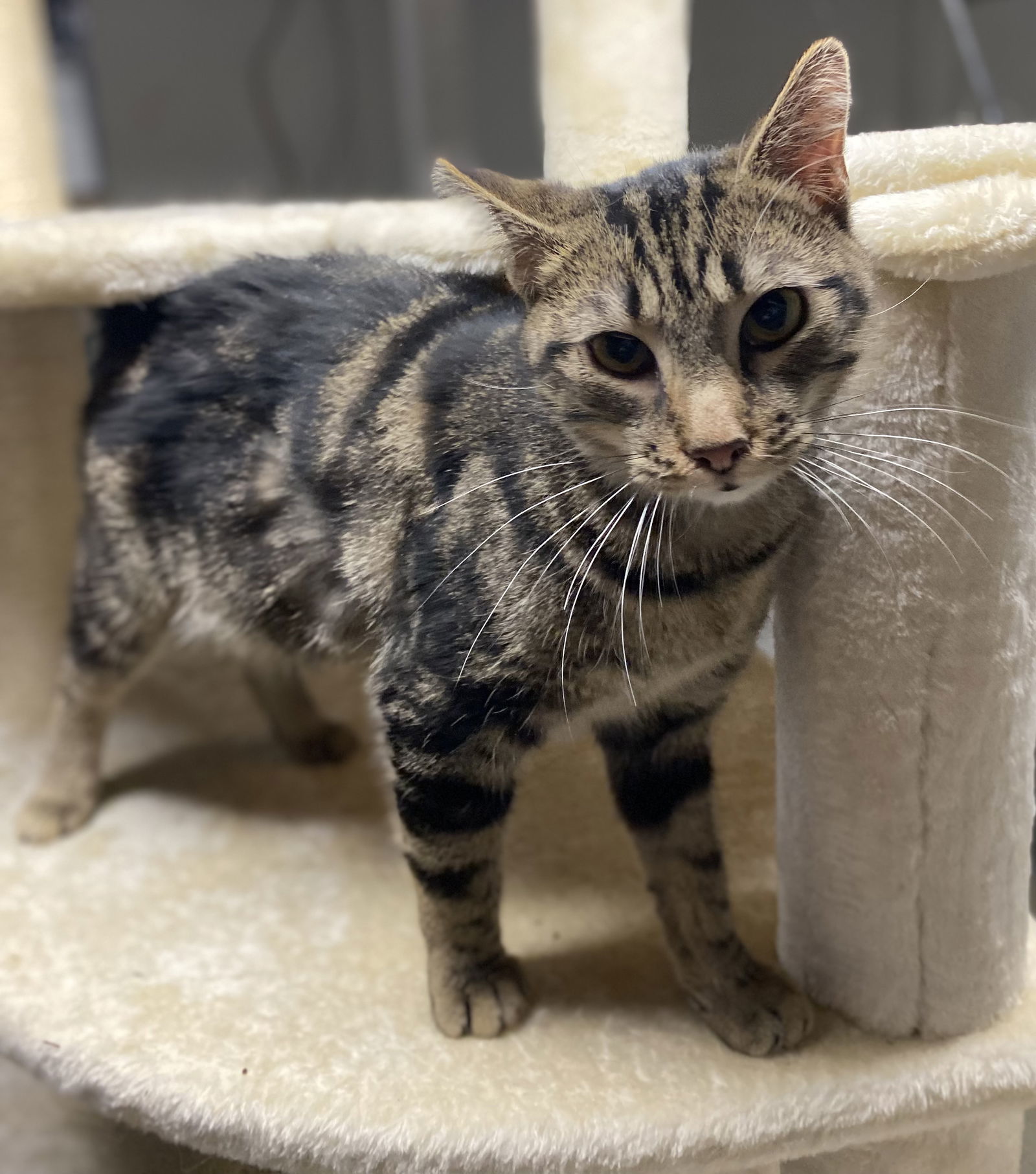 C170 litter Emerald, an adoptable Domestic Short Hair, Bengal in Livonia, MI, 48152 | Photo Image 2