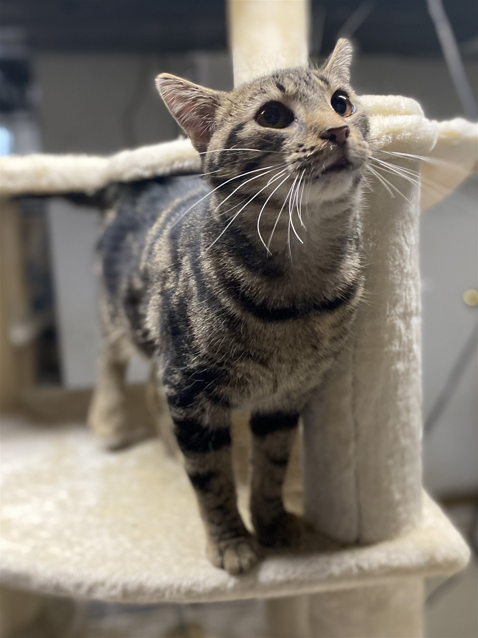 C170 litter Emerald, an adoptable Domestic Short Hair, Bengal in Livonia, MI, 48152 | Photo Image 3
