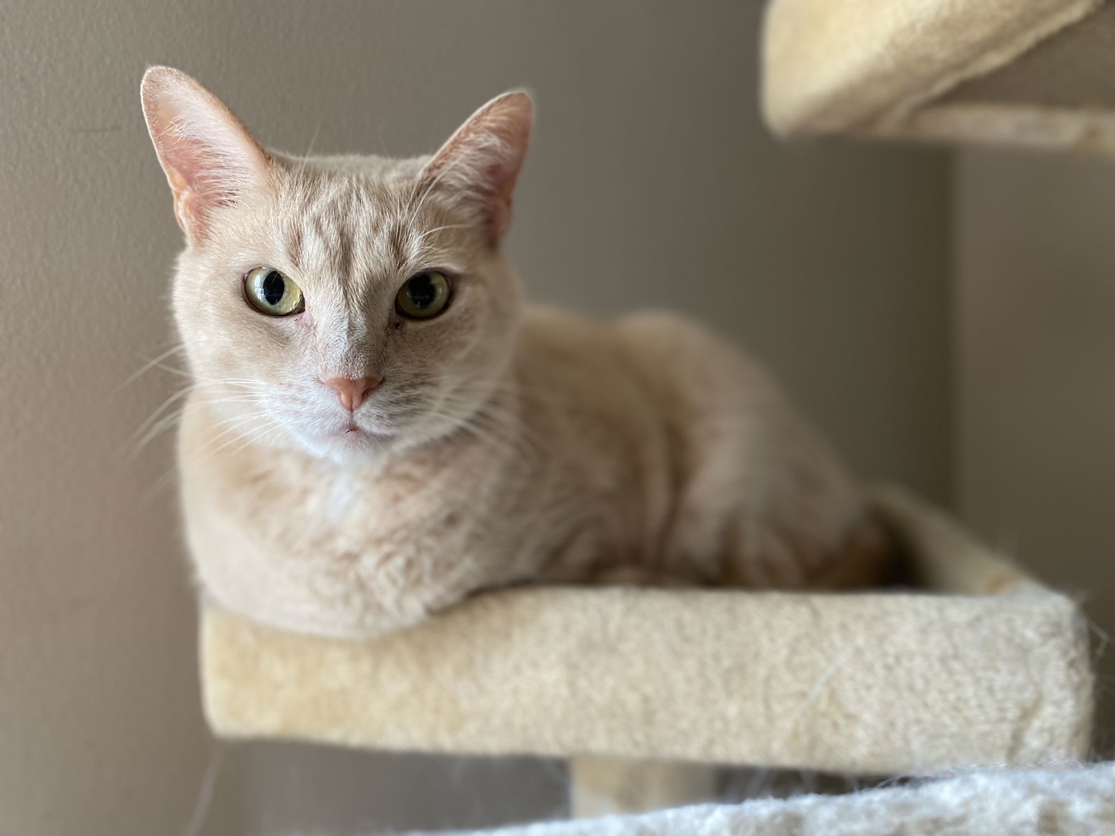 Harry, an adoptable Domestic Short Hair in Livonia, MI, 48152 | Photo Image 1