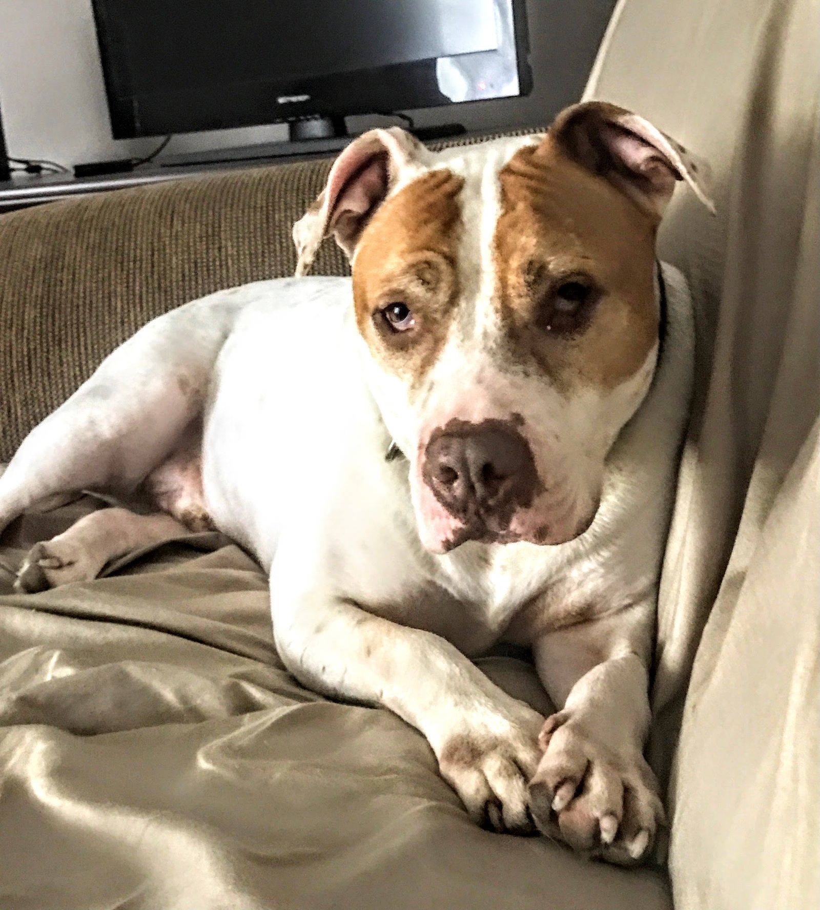 Brodee, an adoptable Terrier, Shar-Pei in Livonia, MI, 48152 | Photo Image 1