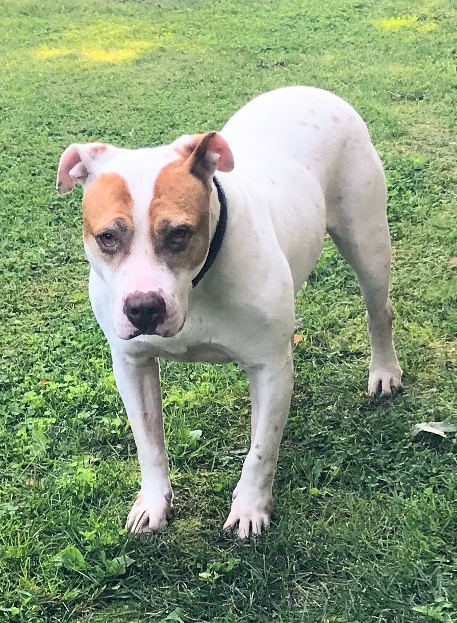 Brodee, an adoptable Terrier, Shar-Pei in Livonia, MI, 48152 | Photo Image 3