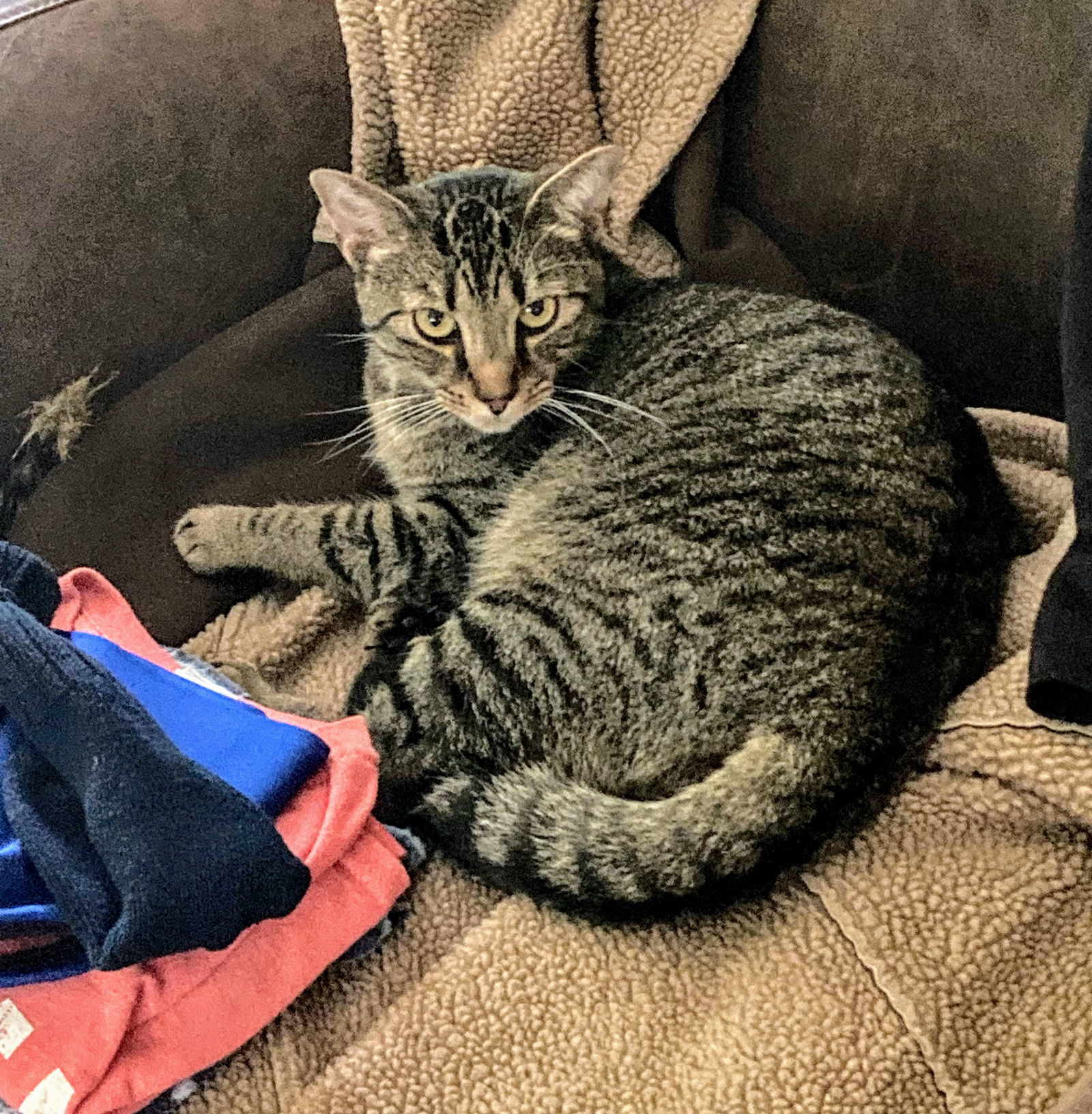 Jonas, an adoptable Domestic Short Hair in Livonia, MI, 48152 | Photo Image 2