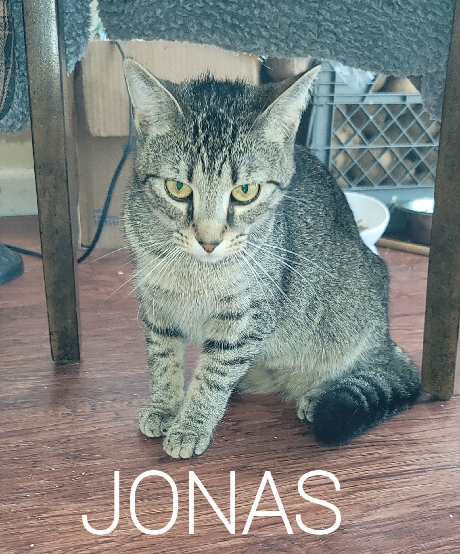 Jonas, an adoptable Domestic Short Hair in Livonia, MI, 48152 | Photo Image 3