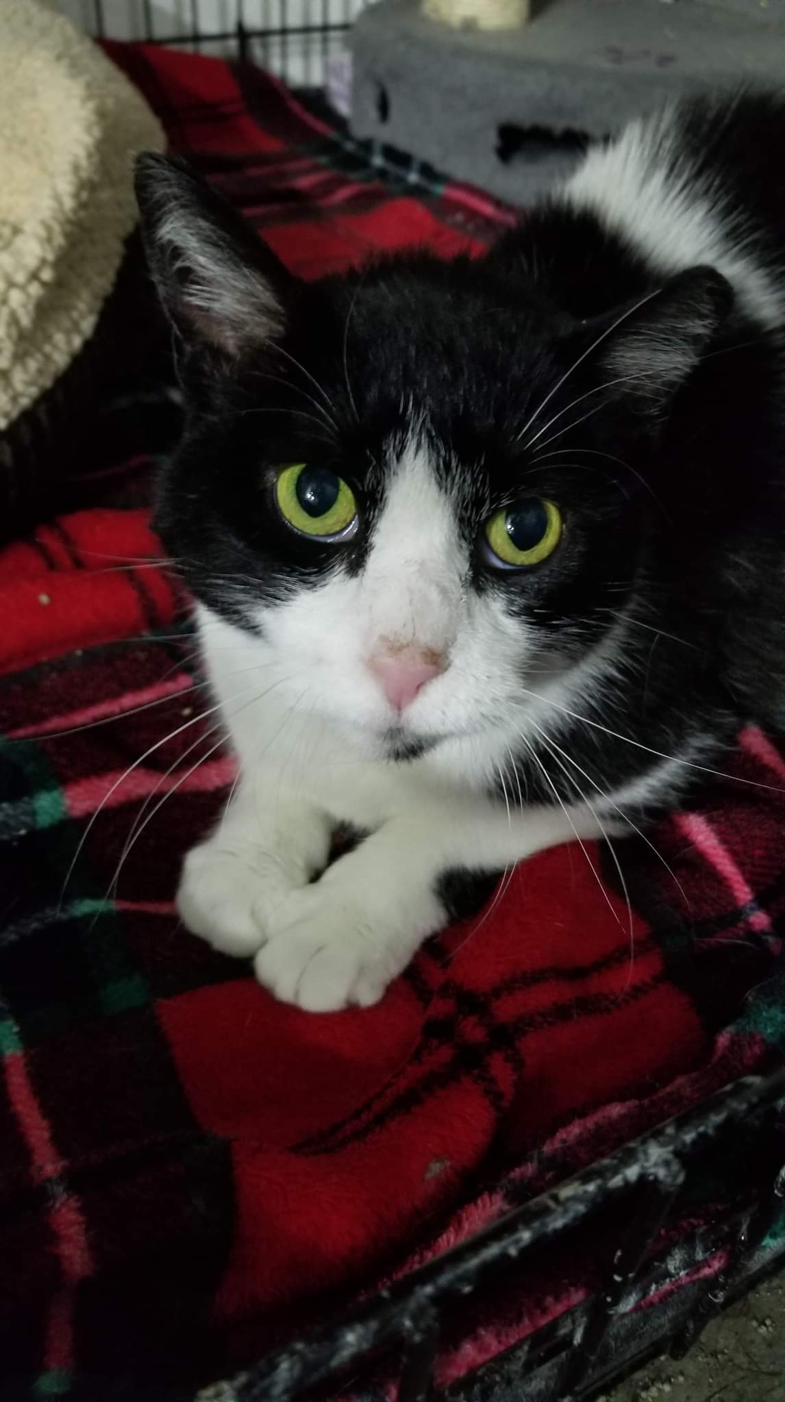 Bell, an adoptable Domestic Short Hair in Livonia, MI, 48152 | Photo Image 1