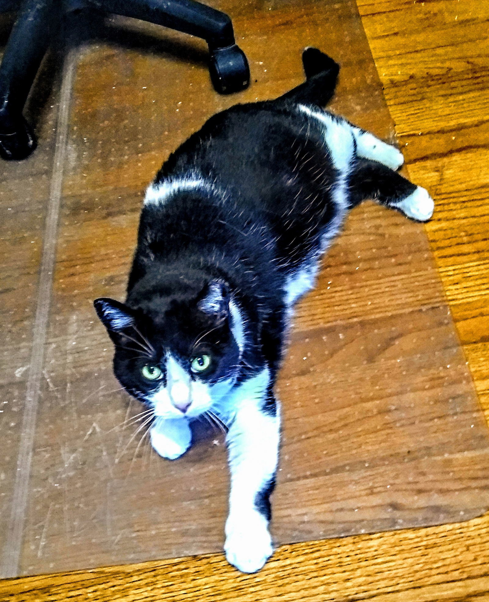 Bell, an adoptable Domestic Short Hair in Livonia, MI, 48152 | Photo Image 2