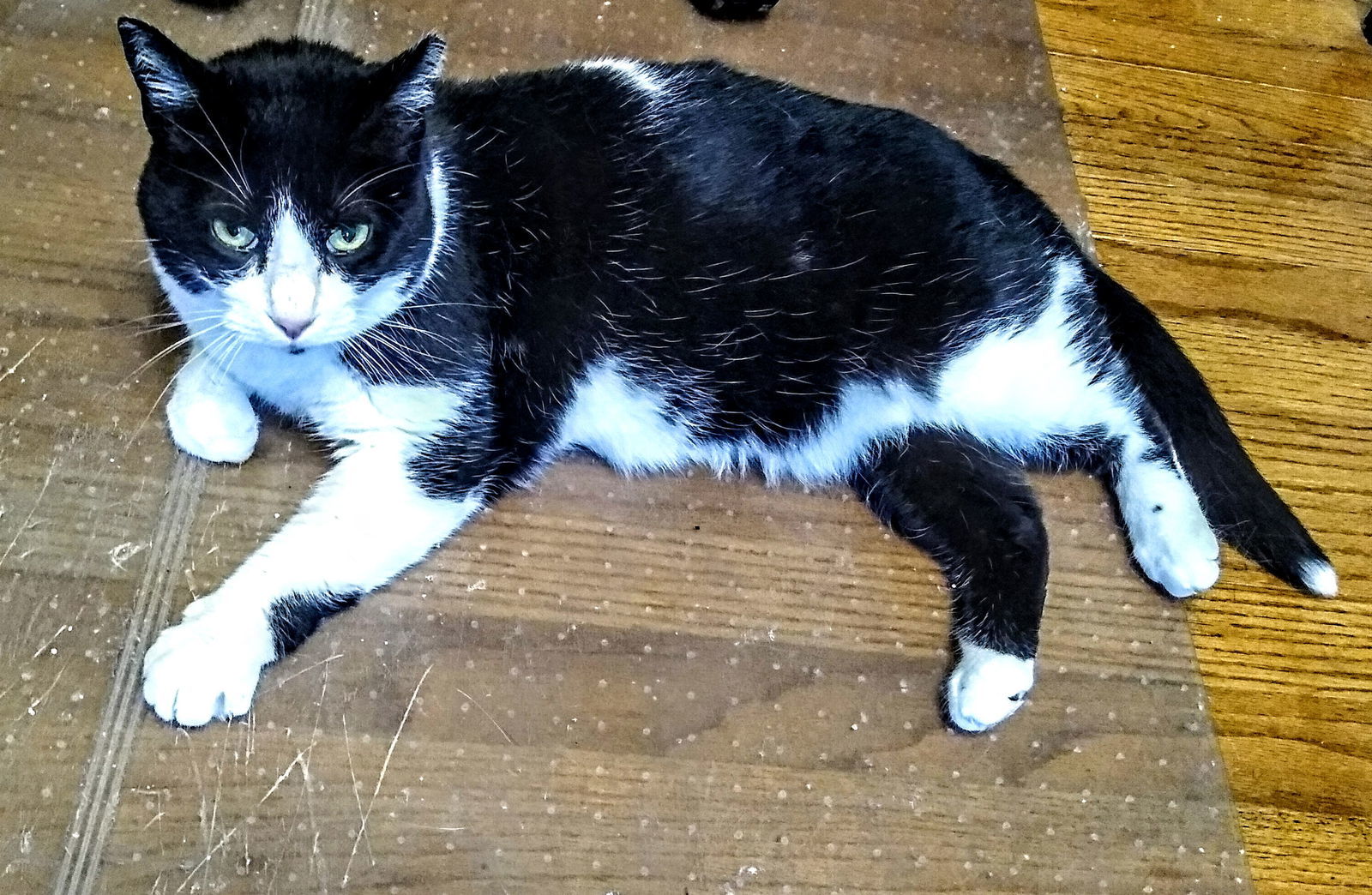 Bell, an adoptable Domestic Short Hair in Livonia, MI, 48152 | Photo Image 3