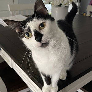 Angel, an adoptable Domestic Short Hair in Garner, NC, 27529 | Photo Image 1