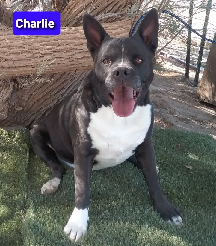 Charlie, an adoptable Labrador Retriever, Boxer in Las Vegas, NV, 89136 | Photo Image 1