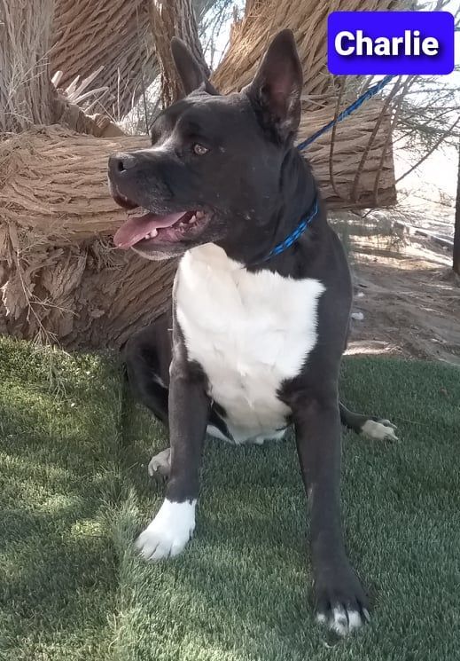 Charlie, an adoptable Labrador Retriever, Boxer in Las Vegas, NV, 89136 | Photo Image 2