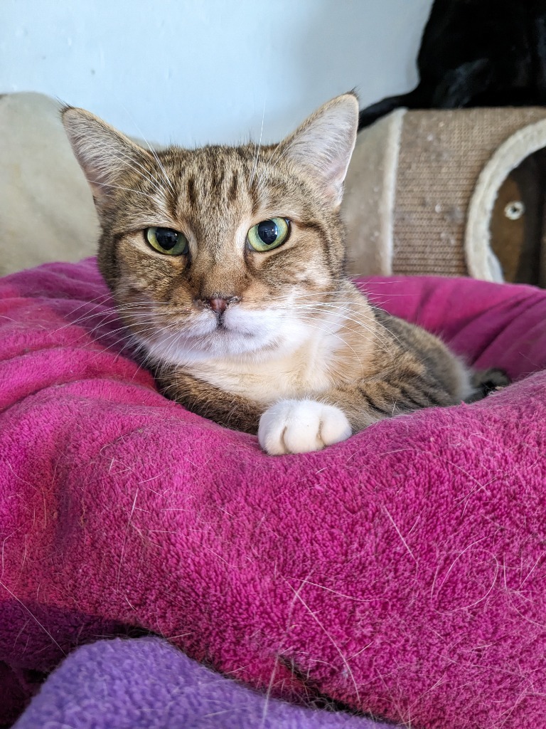 Queen B aka Miss Miserable, an adoptable Domestic Short Hair in Brainardsville, NY, 12915 | Photo Image 1