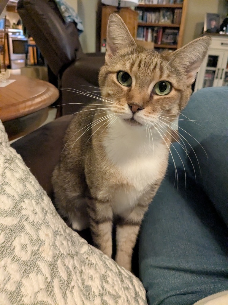 Queen B, an adoptable Domestic Short Hair in Brainardsville, NY, 12915 | Photo Image 3
