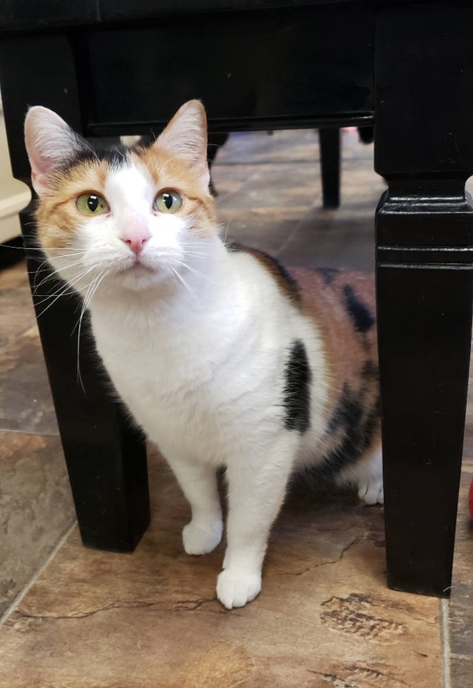 Kaylee, an adoptable Calico in Westminster, CO, 80031 | Photo Image 2