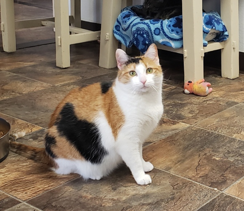 Kaylee, an adoptable Calico in Westminster, CO, 80031 | Photo Image 3