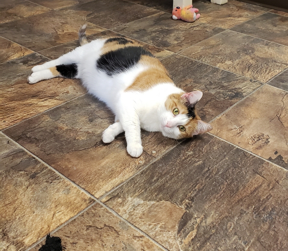 Kaylee, an adoptable Calico in Westminster, CO, 80031 | Photo Image 4