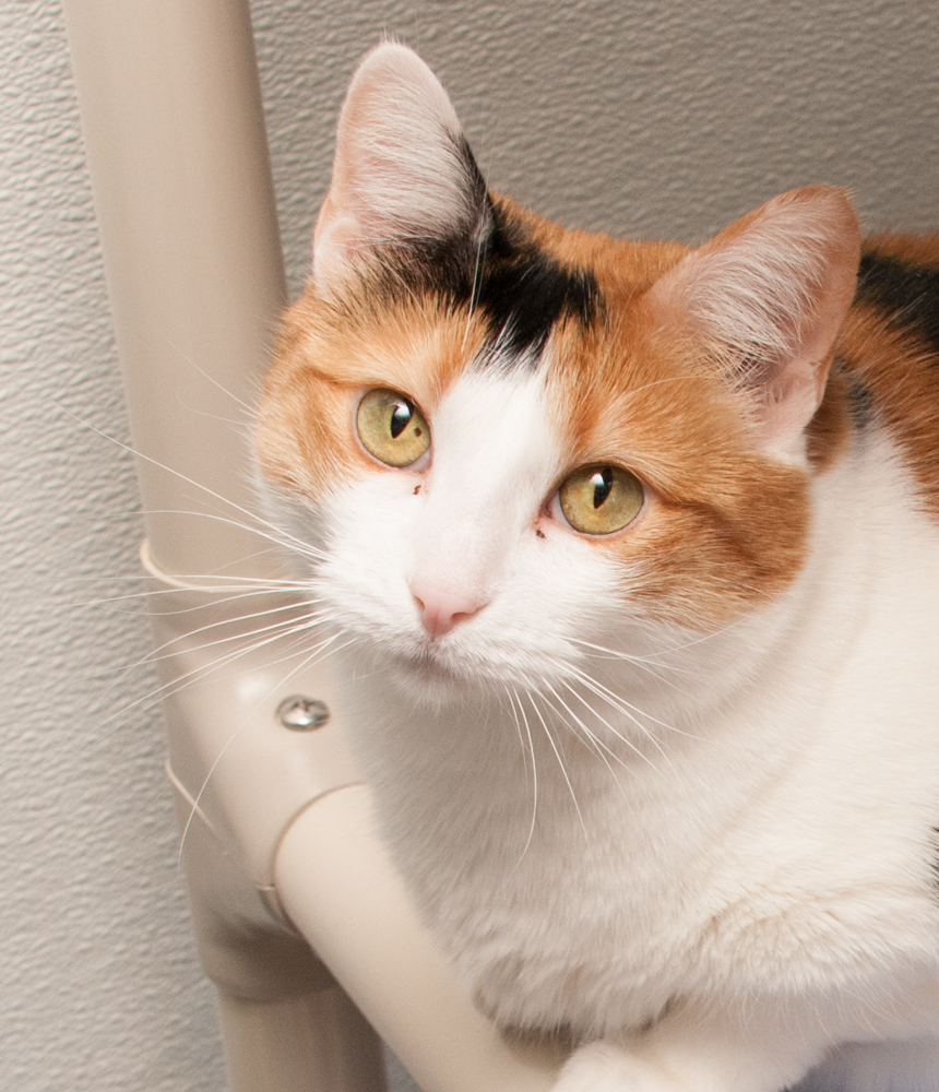 Kaylee, an adoptable Calico in Westminster, CO, 80031 | Photo Image 1