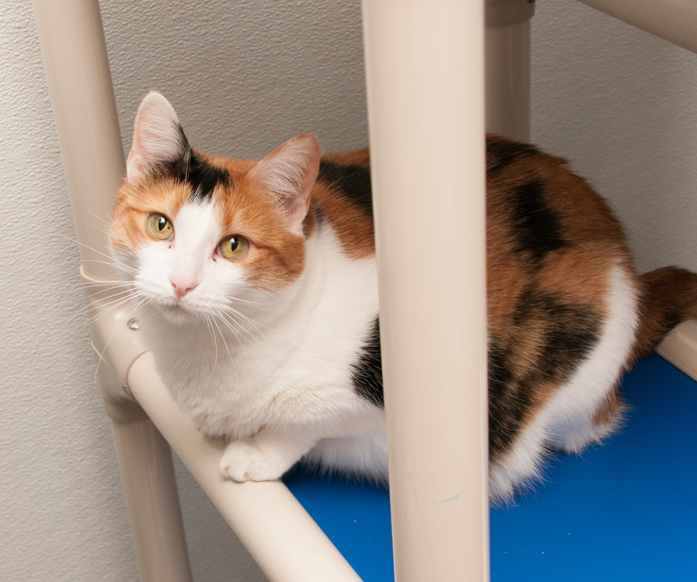 Kaylee, an adoptable Calico in Westminster, CO, 80031 | Photo Image 5