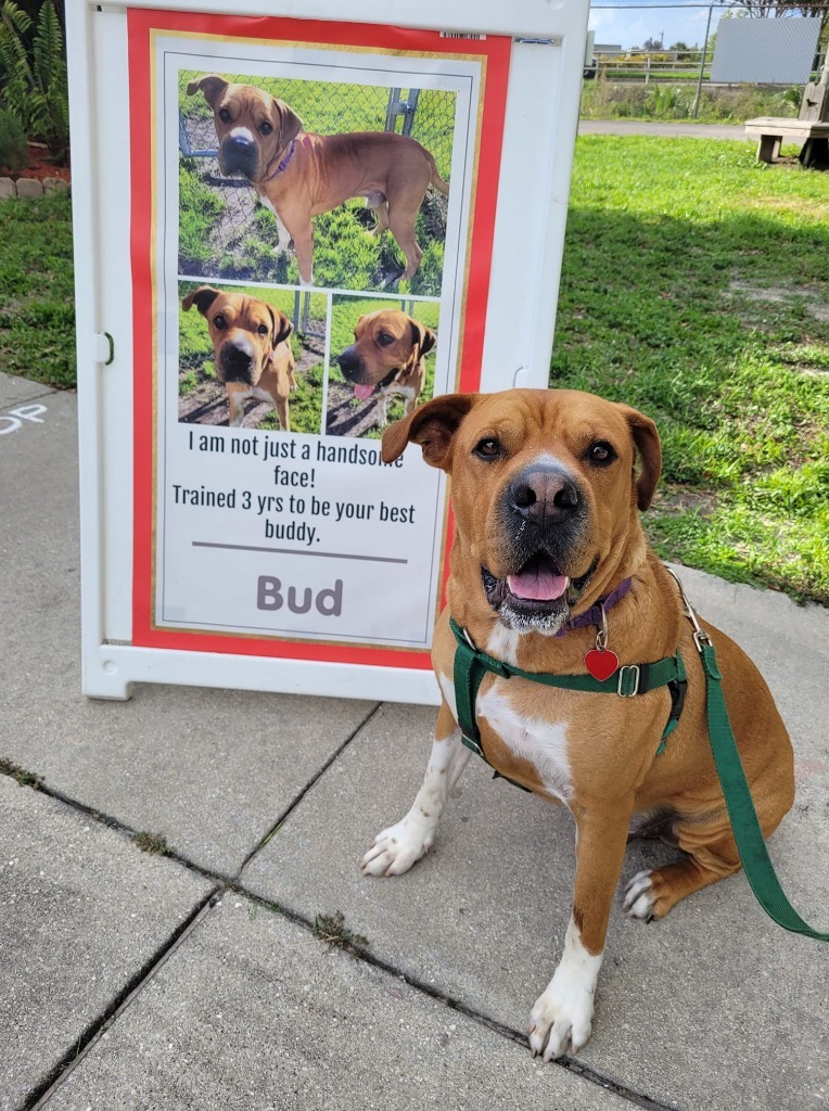 Bud