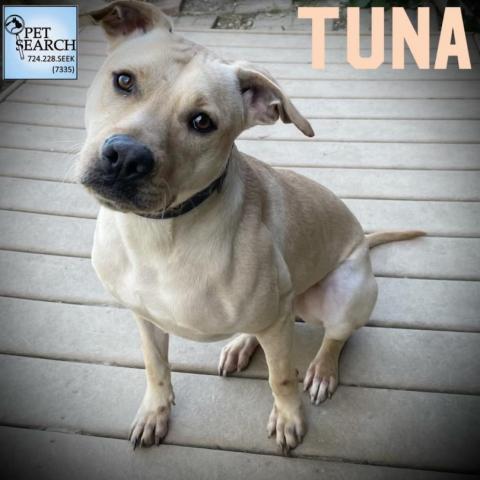 TUNA, an adoptable Yellow Labrador Retriever in Washington, PA, 15301 | Photo Image 1