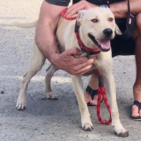 TUNA, an adoptable Yellow Labrador Retriever in Washington, PA, 15301 | Photo Image 2