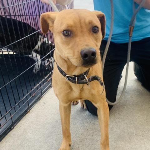 Christine, an adoptable Terrier in Washington, PA, 15301 | Photo Image 2