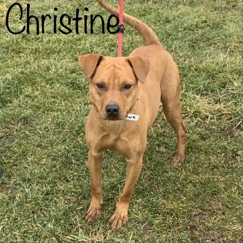 Christine, an adoptable Terrier in Washington, PA, 15301 | Photo Image 2