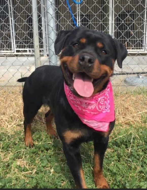 Rottie store friends rescue