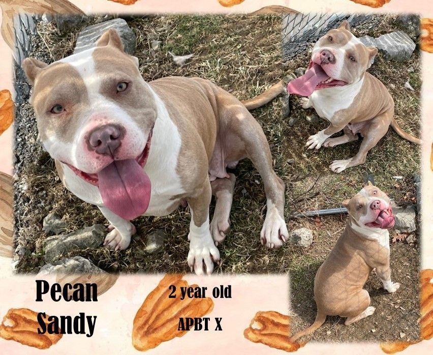 Pecan Sandy