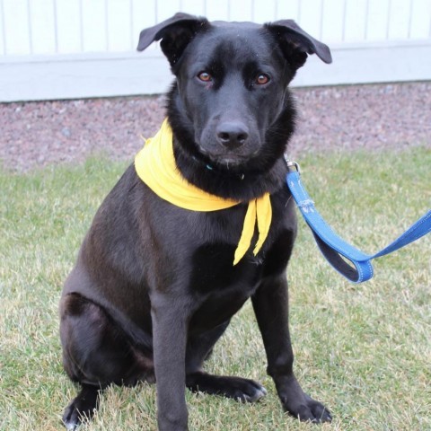 Tanner 2, an adoptable Black Labrador Retriever in Benton City, WA, 99320 | Photo Image 1
