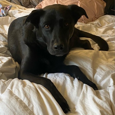 Tanner 2, an adoptable Black Labrador Retriever in Benton City, WA, 99320 | Photo Image 2