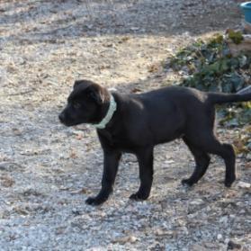 Tanner 2, an adoptable Black Labrador Retriever in Benton City, WA, 99320 | Photo Image 2